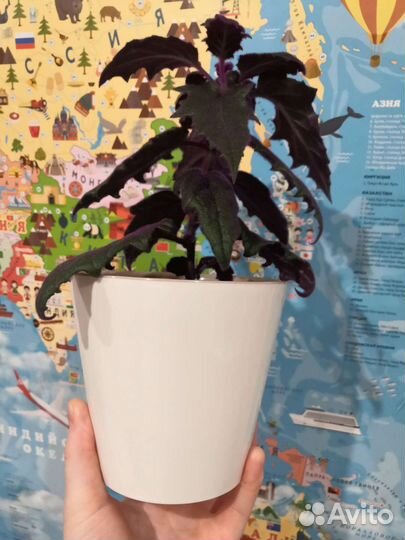 Неприхотливы комнатные растения