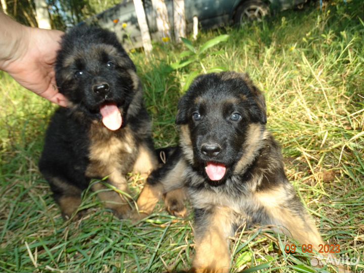 Шикарные Щенки немецкой овчарки