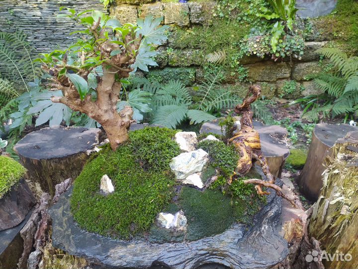 Бонсай Лигуструм