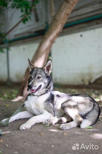 Собака для квартиры небольшая девочка