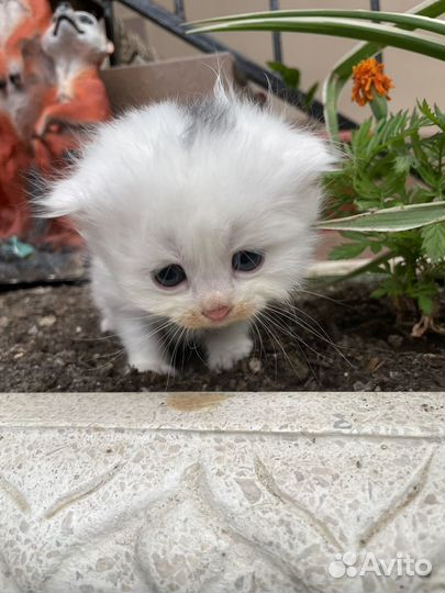 Вислоухие котята