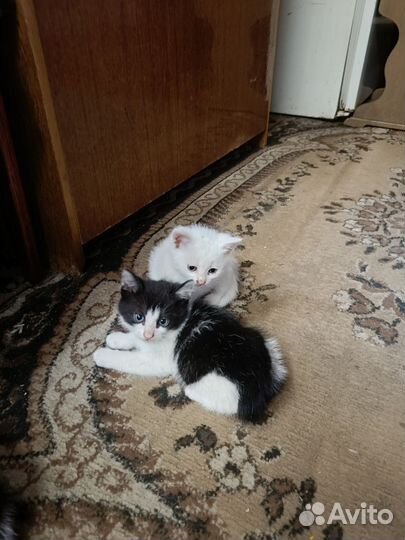 Котята в добрые руки бесплатно