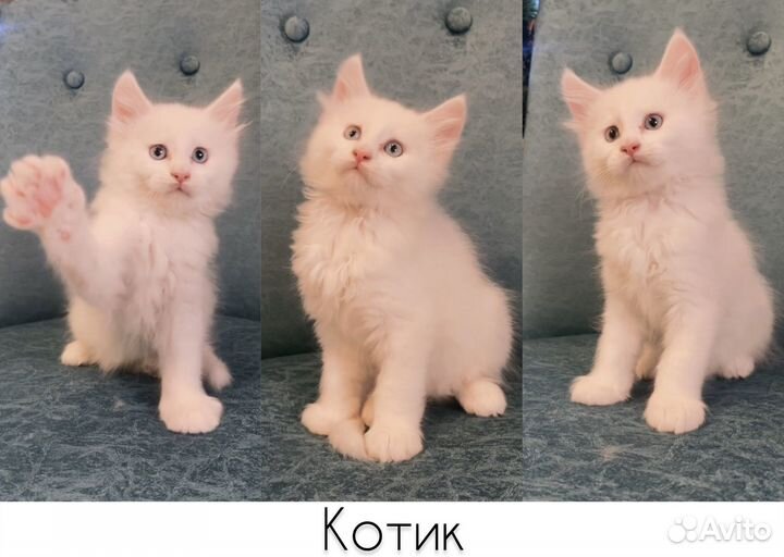 Котята