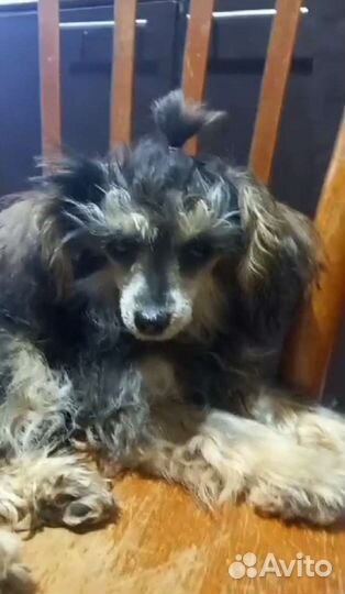 Той-пудель мини