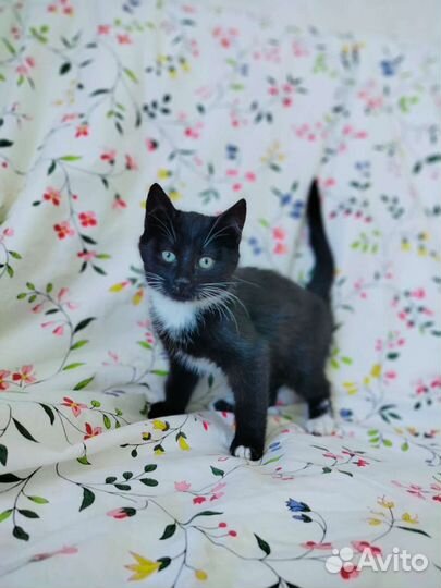 Котята бесплатно