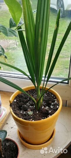 Финиковая пальма