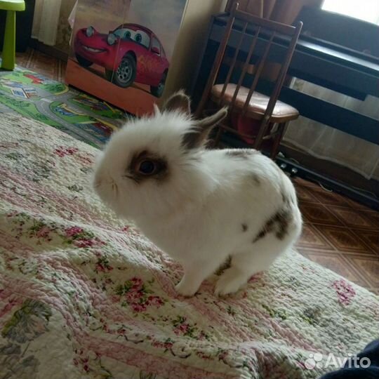 Декоративный кролик с большой клеткой