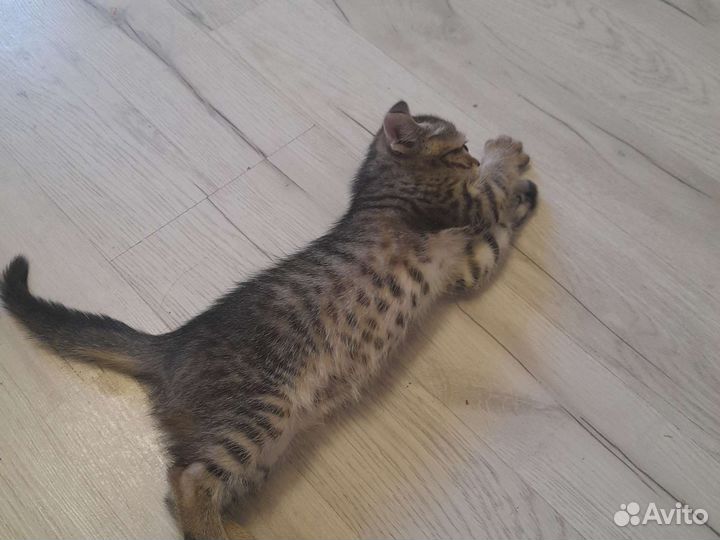 Кошки в добрые руки бесплатно