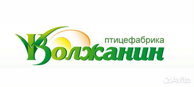 Инкубац. яйцо несушки Ломан Браун