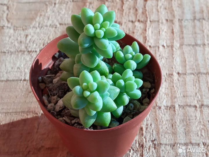 Суккуленты