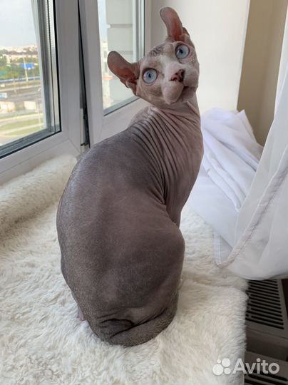 Сфинкс двэльф - вязка