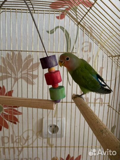 Попугаи неразлучники птенцы