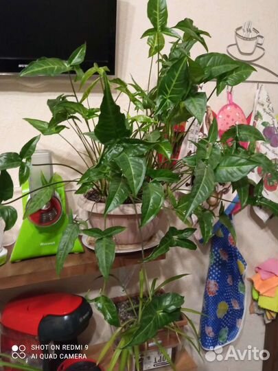 Комнатные цветы