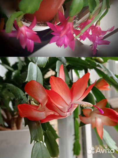 Декабрист шлюмбергера