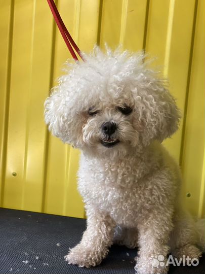 Груминг собак