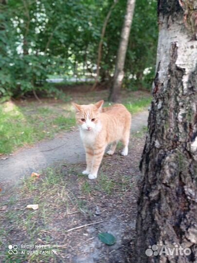 Кот рыжик, ищет дом