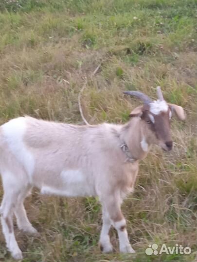 Молодая козочка