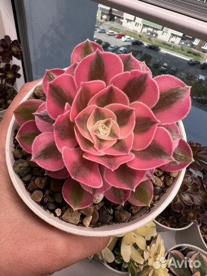 Эониум розовая ведьма