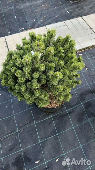 Сосна горная миникин с 25 20-40 см