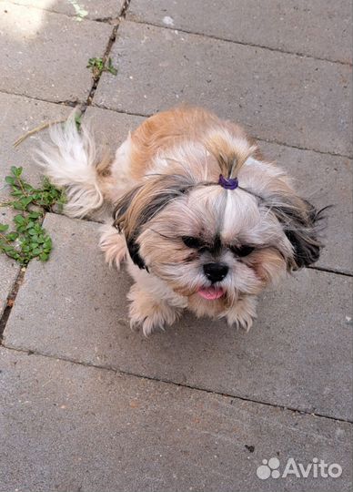 Ши-тцу девочка