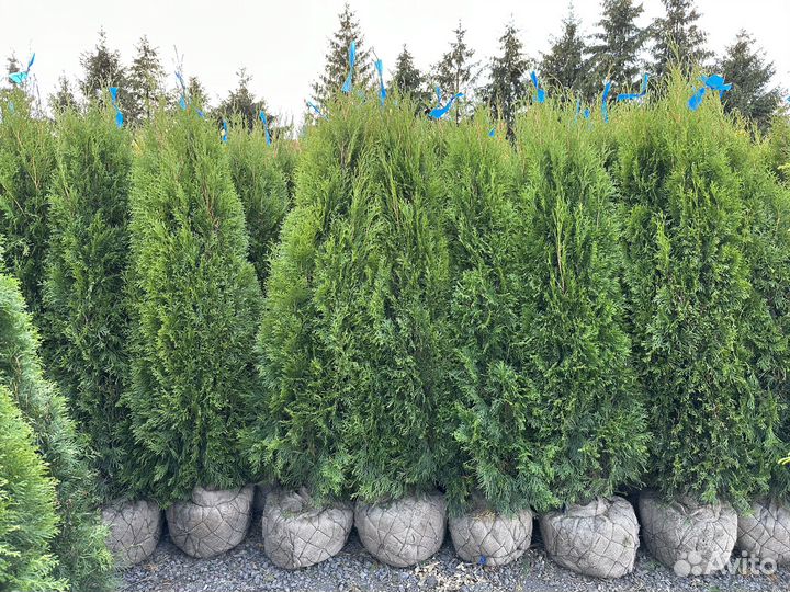 Туя Смарагд из питомника