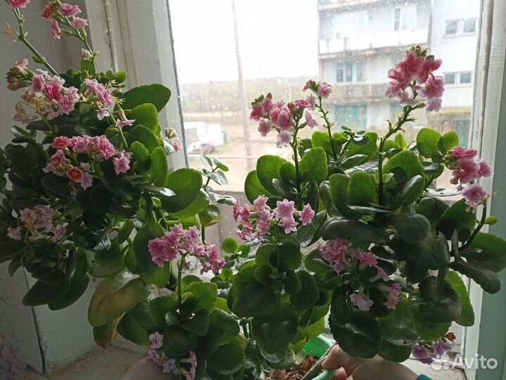 Каланхоэ цветущий