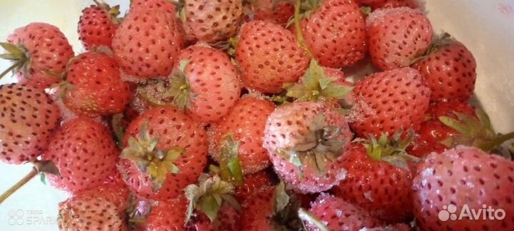 Рассада клубники и малина