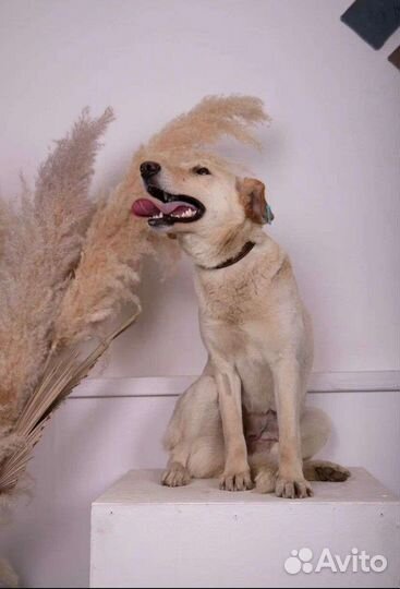 Собака девочка Маша