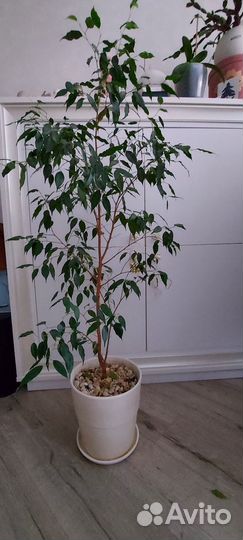 Фикус бенджамина