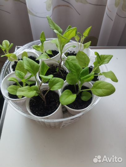 Лук репчатый семейный и цветы