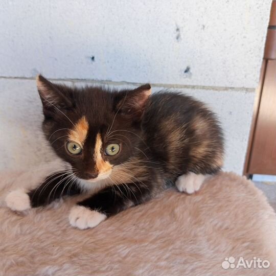 Кошечка в добрые руки