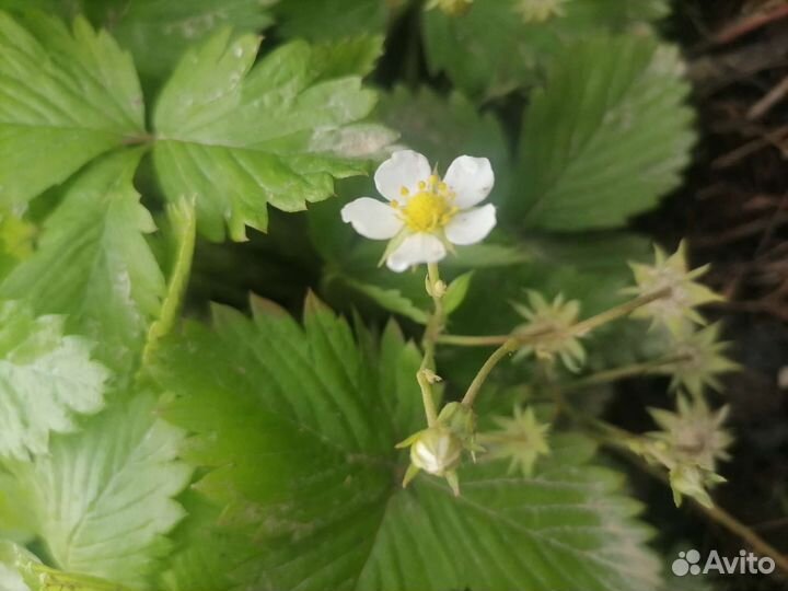 Садовые и комнатные растения