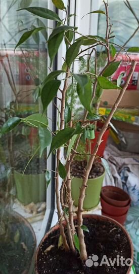 Хавортия, кактус, аспарагус, фикус