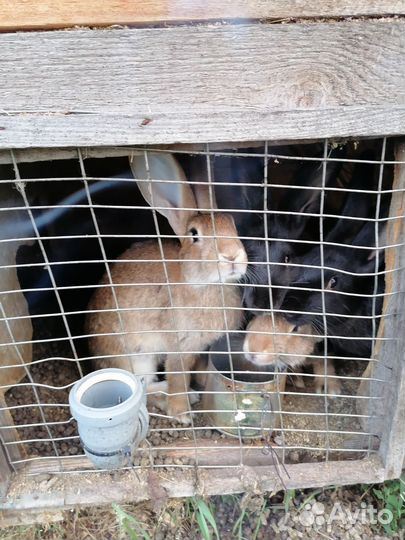 Кролики мясных пород московская область