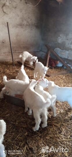 Козлята