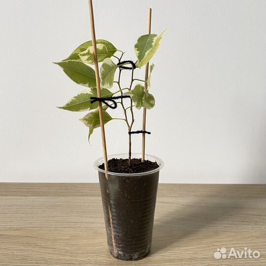 Фикус бенджамина (опт, розн)