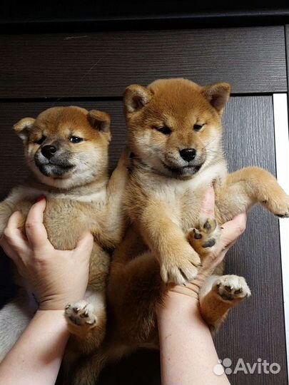 Сиба шиба ину щеночки