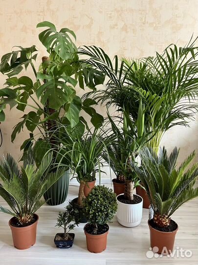 Экзотические растения пальма лиана цикас бонсай