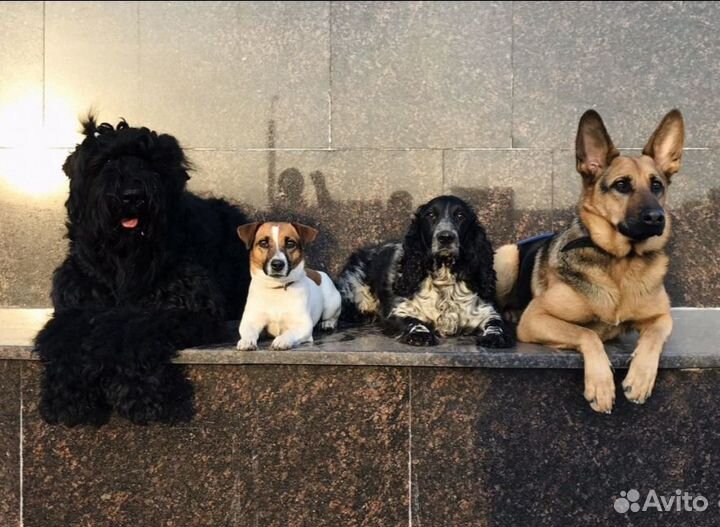 Дрессировка собак