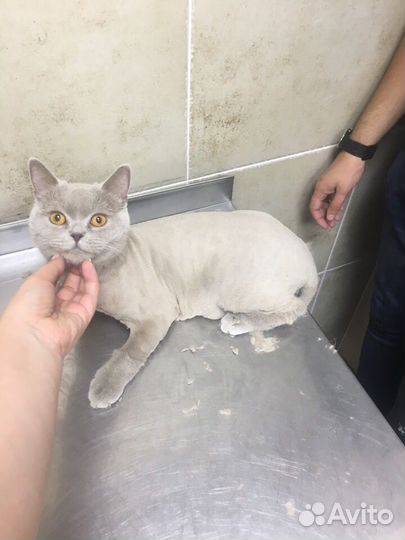 Стрижка и вычесывание кошек