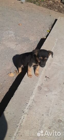 Щеночек в добрые ручки