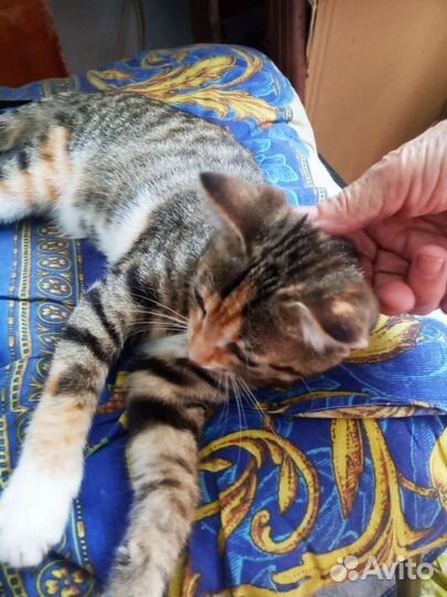 Кошечка в добрые руки