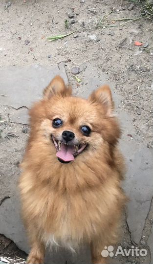 Шпиц мишутки