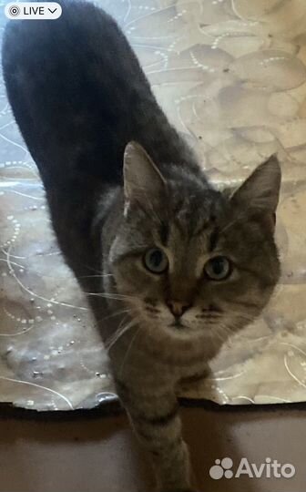 Пристраивается котик