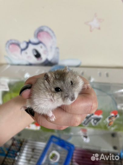 Хомяк с клеткой