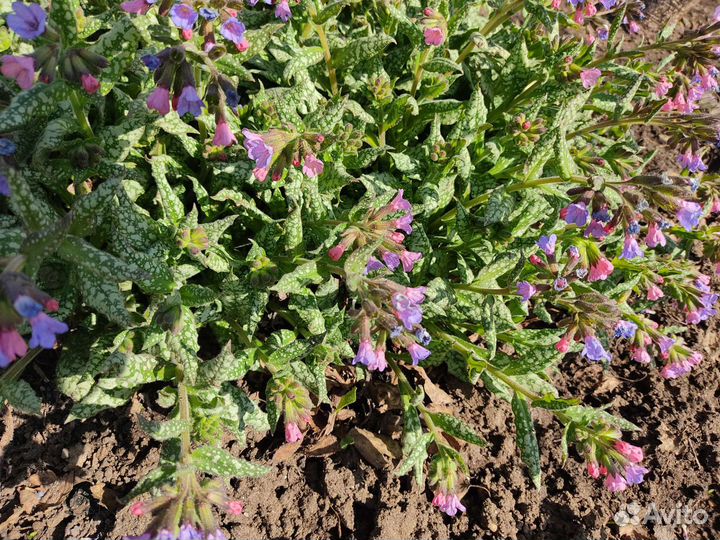 Многолетники садовые