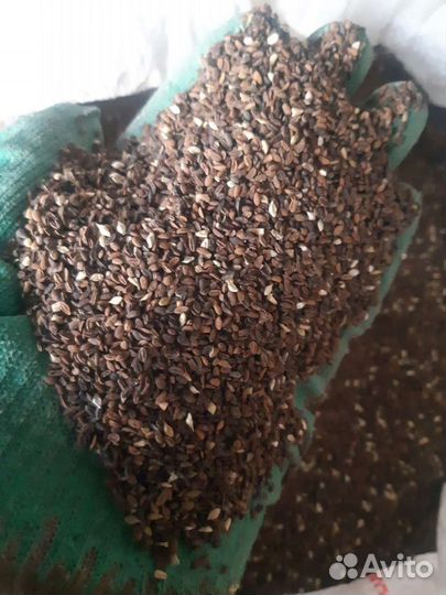 Семена фацелии