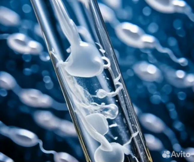 Искусственное осеменение свиней с выездом