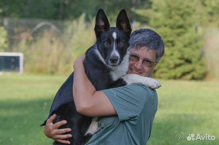 Дрессировка собак / Воспитание собак