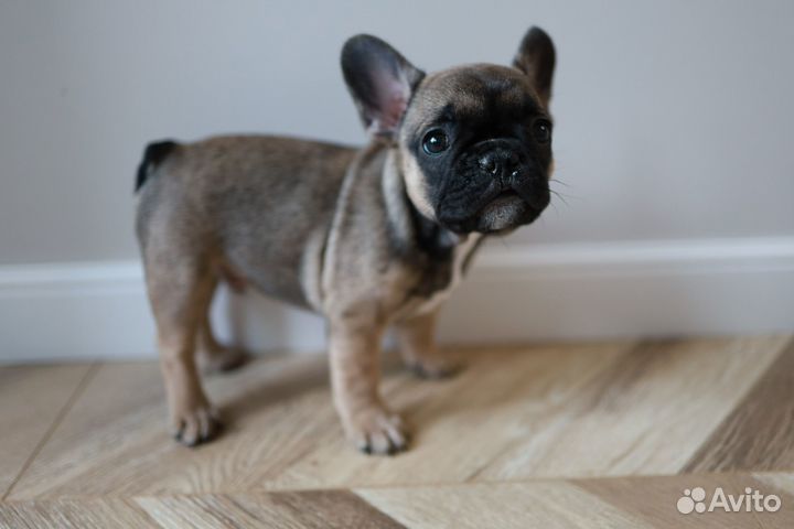 Французский бульдог особенный малыш